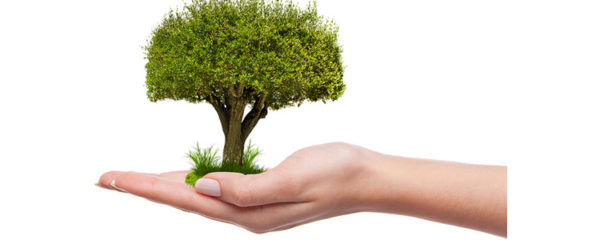 opter pour un arbre comme cadeau